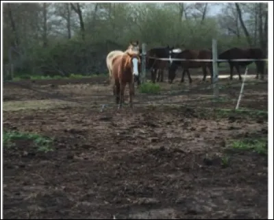 Un cheval ne doit jamais être seul :