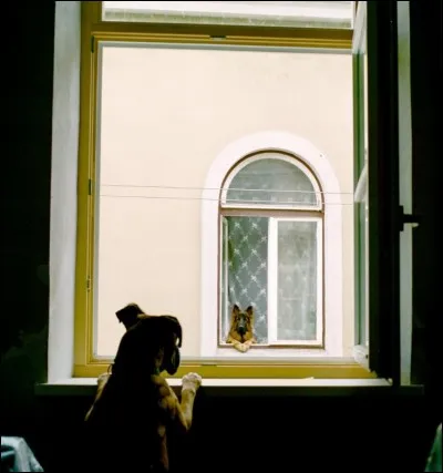 Se regarder par la fenêtre, tout en sachant qu'on ne peut se rejoindre, c'est imaginer sur le thème de la tristesse. Au moins nous, les êtres humains, on peut se crier des consignes, s'appeler au cell. Dans ce contexte, on comprend d'où vient l'expression de mener une vie de Canis lupus.
Vous avez 3 choix plus bas pour trouver à quelle espèce animale appartiennent les 2 individus photographiés.