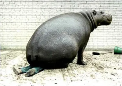 Au secours ! N'ayez crainte, c'est une énorme blague, il s'agit d'un mannequin installé pour un montage photo sous ce gros mannifère. On comprend qu'il est proche génétiquement des cétacés.
Vous cochez son nom, s.v.p. dans le choix, ici plus bas.