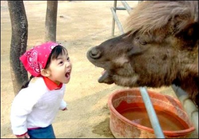 Celle-ci ne laisse personne indifférent partout sur internet : c'est même l'une des plus populaire du web chinois. Une petite fille et un bovidé ont un petit argument : le cliché est bon et l'on superpose, en gros caractères, le mot ''querelle ''.Quel est cet animal, que l'on confond souvent avec un cheval ou une vache ?