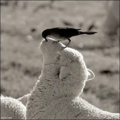 Cette photo atteste de la bonne nature de ce gentil animal : on dit bien doux comme un agneau et ceci même avec un oiseau fouineur dans le nez.
Quel est cet animal qui a un fort instinct de suivre son pareil qui marche devant lui et de former ainsi naturellement une file ?