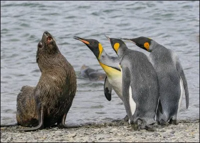 Photo d'Amy Kennedy intitulée ''Bullies'' qui a gagné le ''Comedy Wildlife Awards''. La photo a été prise en Georgie du Sud : il s'agit d'un duo avec un trio qui s'adresse avec vigueur à un pauvre phoque à fourrure antarctique qui semble vouloir dire : ''J'ai compris.'' 
De quel oiseau aquatique est formé ce trio ?