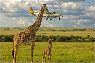 Avouons qu'ils sont un peu trop près : en anglais, la légende avance, en boutade, qu'elle veut manger l'avion. Elle a beau avoir le plus grand cou au monde, elle devait quand même avoir envie d'y voir jusqu'aux passagers de cet avion.
Quel est le nom de ce ruminant qui est chez lui dans les savanes africaines ?