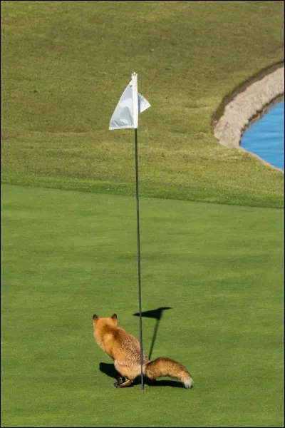 Il est bien élevé et a appris de bonnes manières. Je vous fais part d'un rêve : j'imagine, cet ami culotté, sur un des terrains de Trump. Le président y joue une partie et, tout à coup, ramasse lui-même sa balle.
Quel est le nom de ce héros ?