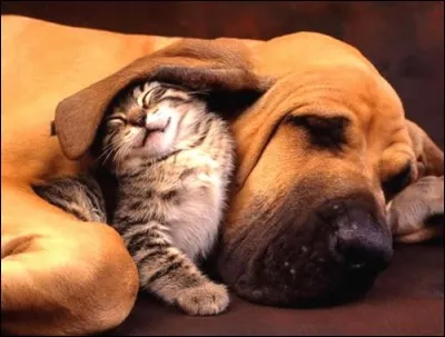 Ils sont mignons comme tout : en anglais, cette photo est appelée ''Best friends''. ''Tu as de grandes oreilles ! C'est pour mieux te réchauffer. '' Une idée commune est qu'un chat et un chien ne s'entendent pas. Ne dit-on pas "s'entendre comme chat et chien" pour désigner deux personnes qui se disputent sans cesse ? (monchatestroi.fr.)
Quel est habituellement, le plus petit des deux ?