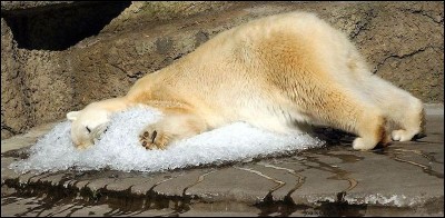 Espèce spécialement affectée par les changements climatiques. Ce tas de glace est tout ce que ce zoo a trouvé pour qu'il oublie la chaleur. Tout de même, grâce à son derrière, on sait qu'il n'est pas en train de crever.Nommez ce mammifère dont la survie dépend essentiellement de la banquise.