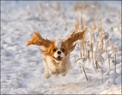 Édition spéciale de la sur volante. Pour cette dernière et bien que cela soit défendu et illégal, je vais vous aider : malgré le fait que cela soit sur neige, je ne crois pas qu'un ours s'envolerait par la force seule de ses oreilles. Reste notre duo d'animaux domestiques préférés : question pour les experts, quel est le type d'animal domestique qui me possède ?