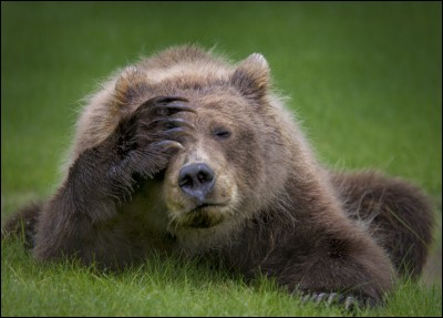 Cet ours brun, un bébé, a été photographié par Danielle D'Ermo, ce qui lui a valu le ''Comedy Wildlife Awards''. Il est assez expressif non, avec ses allures de mal de tête ? Allez, cela ira mieux bientôt. Nommez l'espèce d'ours dont il est ici question, espèce que seul l'ours blanc dépasse en masse ?