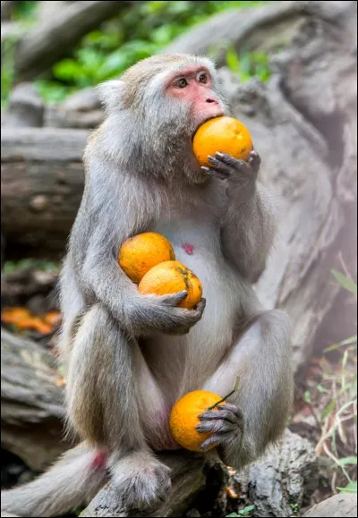 Celui-ci est certainement conscient que la vitamine C contenue dans les oranges est une partie importante de sa diète santé. La légende sous la photo disait : Wait, are you telling me that when they said to eat five servings of fruit a day they didn't mean all at once?! How boring.
Quel est le nom de ce mammifère de l'ordre des primates ?