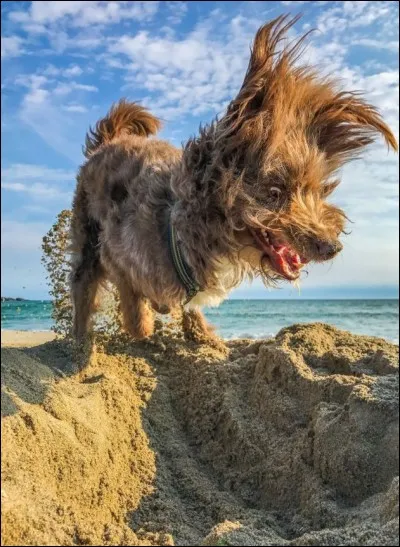 J'en ai un qui a eu cette étape et dans ma tête, je le voyais comme celui-ci, quand ce plaisir le prenait : je le perdais de vue 1 instant et là, je voyais des débris passer et cet incroyable trou, qui apparaissait dans ma si belle terrasse d'avant.
À quelle espèce appartient ce joyeux petit coupable ?