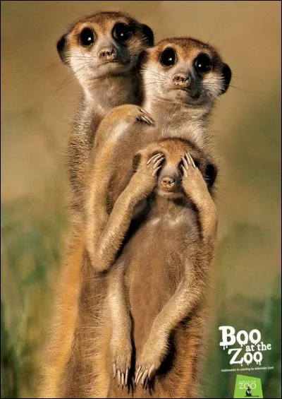 J'ai rien vu, j'ai rien entendu et je ne dirai rien. Ces animaux vivent en colonie : ils sont habitués au voisinage mais il faut pas tout conter ce que l'on voit, t'as compris, fiston ?
Comment appelez-vous ces ''petits animaux fouisseurs qui vivent dans de grands réseaux souterrains'' (Wiki) ?