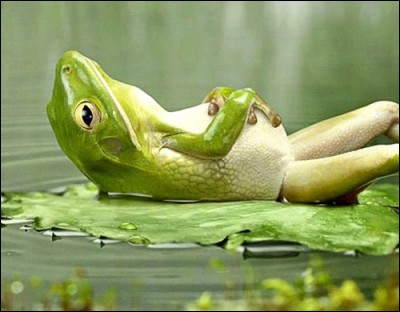 La légende : relaxing frog. Pour un Québécois, se faire traiter de ''French Frog'' est une insulte : pourtant l'historique se limite à une question de gastronomie, que ne partageait pas nos voisins, dans mon beau pays. Pourtant le chant de cet amphibien est synonyme de vie, son silence, signal d'alarme.Pour les protéger, il faut prendre soin de l'environnement : nommez la chanceuse au repos :