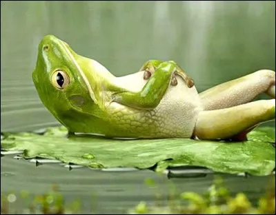 La légende : relaxing frog. Pour un Québécois, se faire traiter de ''French Frog'' est une insulte : pourtant l'historique se limite à une question de gastronomie, que ne partageait pas nos voisins, dans mon beau pays. Pourtant le chant de cet amphibien est synonyme de vie, son silence, signal d'alarme.
Pour les protéger, il faut prendre soin de l'environnement : nommez la chanceuse au repos :