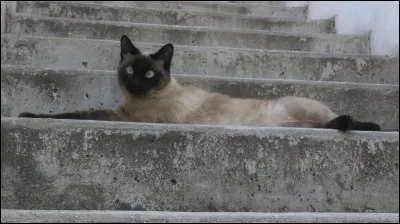 Quelle nouvelle race de chat, créée en Amérique du Nord et au Canada, en croisant le Siamois avec le Burmese fit son apparition dans les années 30 ?