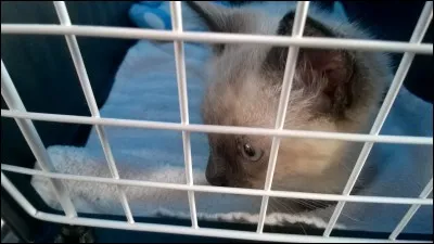 Du fait de son caractère très spécial, changeant du jour au lendemain, bien trempé, attachant puis capricieux, le Siamois est surnommé :