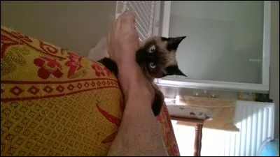 Si l'on devait choisir un adjectif pour qualifier le caractère du chat Siamois, ce serait :