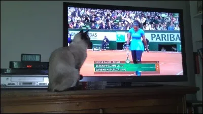 Quel est le poids moyen d'un chat Siamois adulte ?