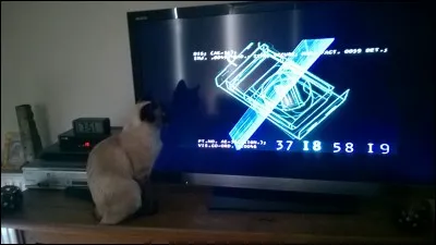 Au niveau des rapports aux autres, le chat Siamois est plutôt :