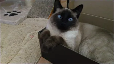 On peut définir la couleur de la robe du chat Siamois par le terme :