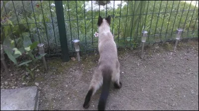 Quelle association loi de 1901, fondée en 1996, correspond au registre généalogique des chats de race nés en France ?