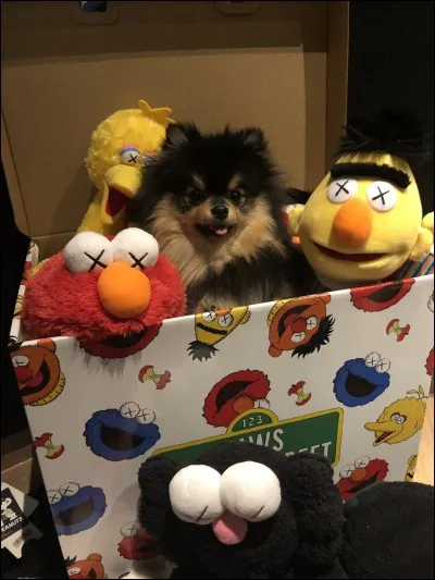 Comment s'appelle ce chien, et à qui est-il ?