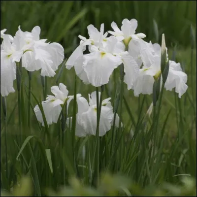 Voici un petit cadeau pour mon amie Poucette !