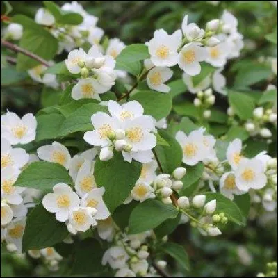 Quel est cet arbuste aux fleurs délicatement parfumées ?