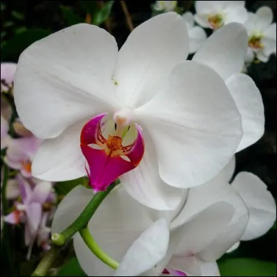 Connue pour supporter qu'on ne l'arrose que rarement, quelle est cette fleur ?