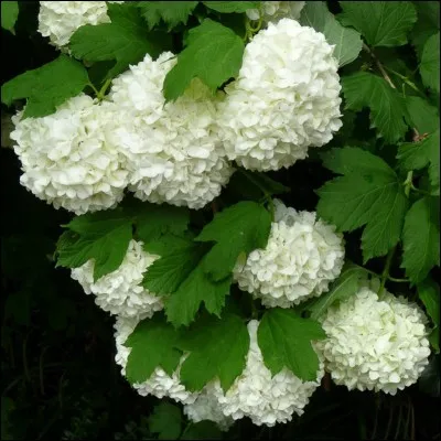 Oh ! Les belles boules ! Quel est leur nom ?