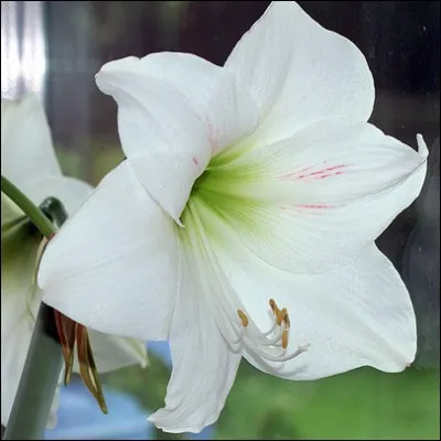 Quelle plante bulbeuse nous offre cette majestueuse fleur ?