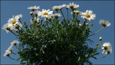Quelle est cette fleur ressemblant beaucoup à la marguerite ?