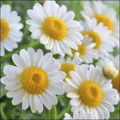 Toujours parmi les Astéracées, quelle est celle-ci ?