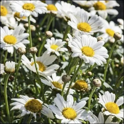 Vous finirez par les différencier !