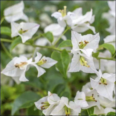 Majestueuse plante grimpante qui ornera vos grilles, la voici en version blanche :