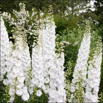 Que sont ces fleurs que je vous présente en version blanche, mais dont les multiples couleurs égayeront votre jardin au mois de juin, et dont les bouquets durent longtemps en vase ?