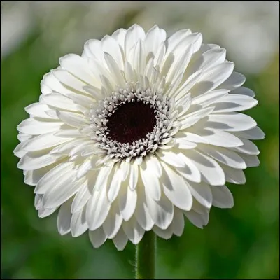 Jolie fleur blanche réputée pourtant pour ses couleurs vives, c'est une des fleurs les plus vendues :