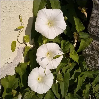 À choisir pour fleurir vos murs !