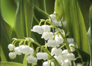 Quiz 13 fleurs blanches  reconnatre