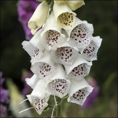 Quelle est cette plante à fleurs blanches ou délicatement colorées ?