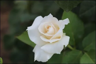 Cadeau final avec la :