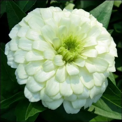 Que sont ces fleurs qui vous feront de jolis parterres ?