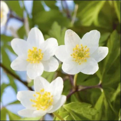 Que sont ces fleurs qui pourront égayer vos terrasses grâce à leur floraison précoce ?