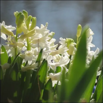 Ces fleurs orneront vos platebandes tout en les parfumant :