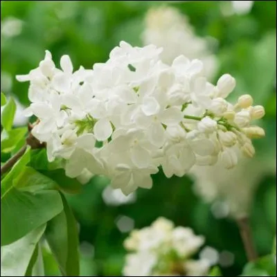 Quelle est cette fleur ?