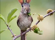 Quiz Les animaux dlirent 2