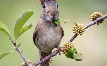 Quiz Animaux bizarres