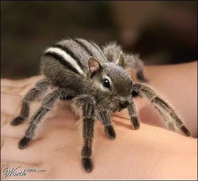 On ignore si cette bestiole chasse à la course ou fabrique une toile !