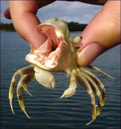 Il en pinçait pour elle !