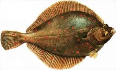Lequel de ces poissons n'est pas un poisson plat ?
