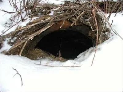 Certains animaux dorment tout l'hiver : on dit qu'ils hibernent. Quel est celui qui n'hiberne pas ?